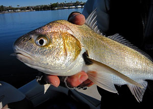 San Diego Spotfin croaker fly fishing