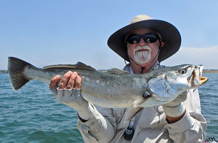 Shortfin Corvina fly fishing San Diego Bay