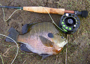 Fly Fishing  bluegill from Otay Lakes San Diego