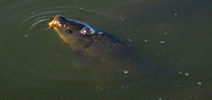 Clooping Carp Fly Fishing San Diego