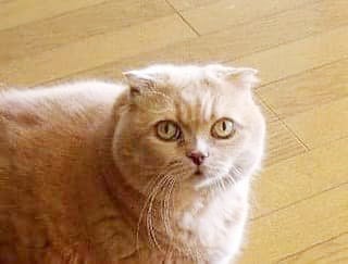 スコティッシュホールドの女の子エピソード3