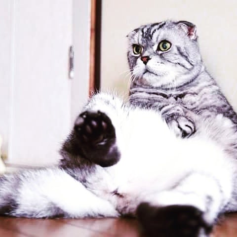 ふぁんふぁんが来た日はお披露目の日でもありました。