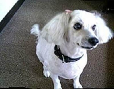 愛しいペット（子）たちとの闘病生活／エピソード1