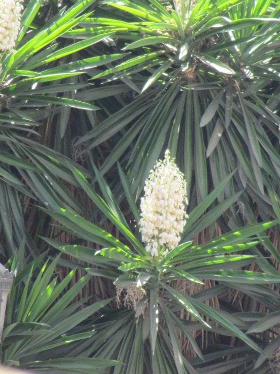 jede Art von Palmen Palmen  & Palmen