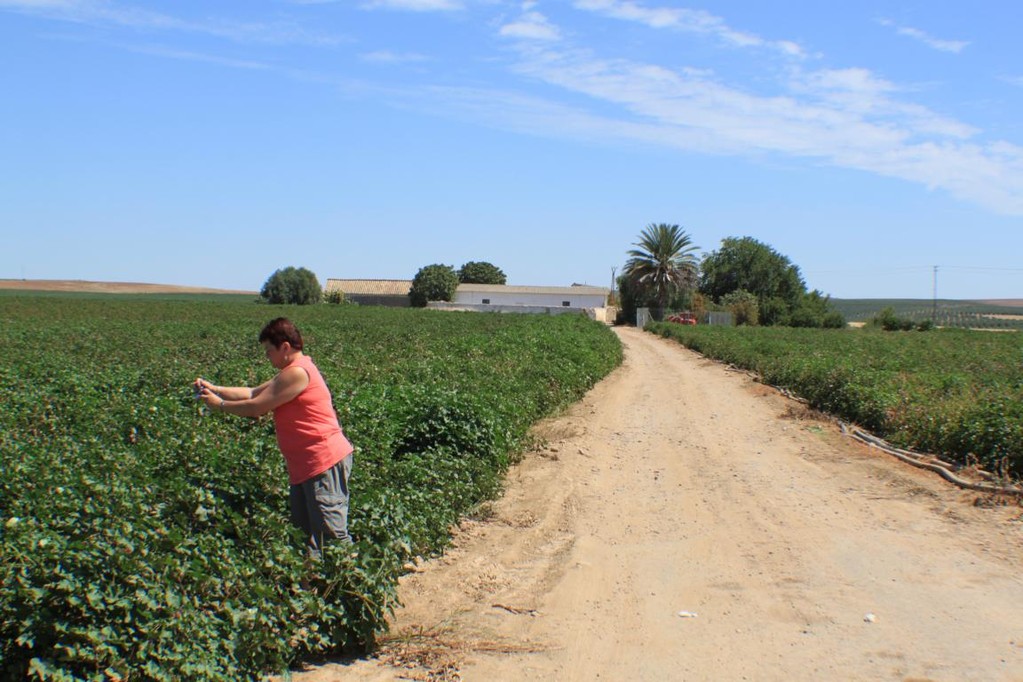 was sind den das für Gewächse?