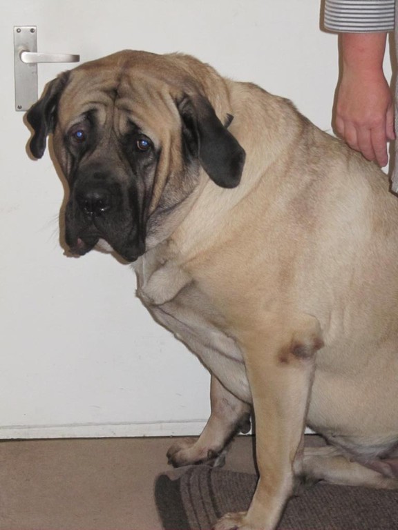 Begrüssung am Morgen durch Daisy