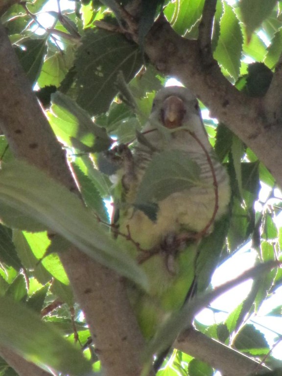und natürlich Papageien