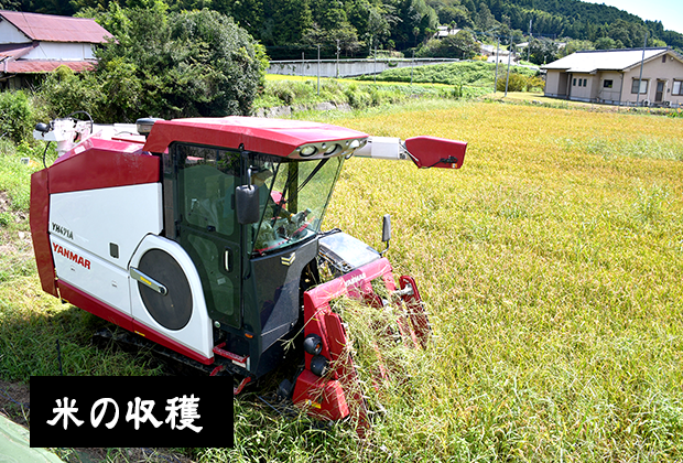 米の収穫 始めました