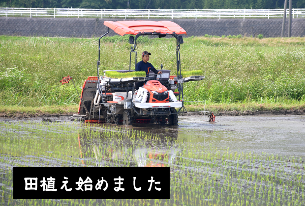 田植え始めました