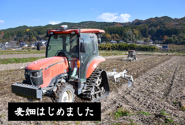 麦畑はじめました