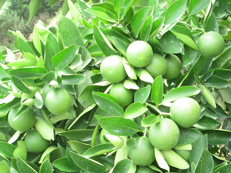 Fruit Project (completed)