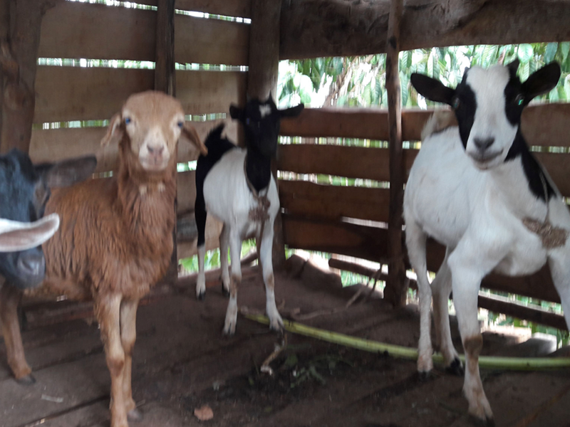 Goat Project (completed)