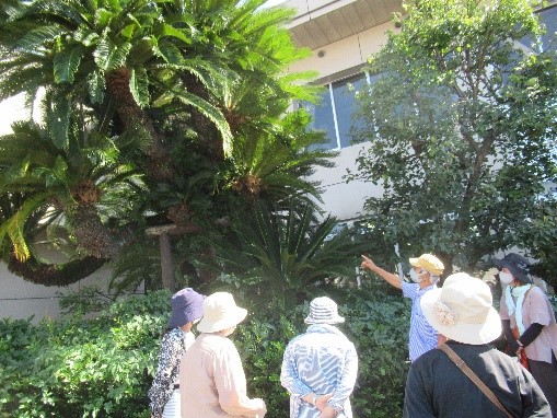 三田川庁舎の大蘇鉄　第11代将軍徳川家斉の頃からのご長寿蘇鉄