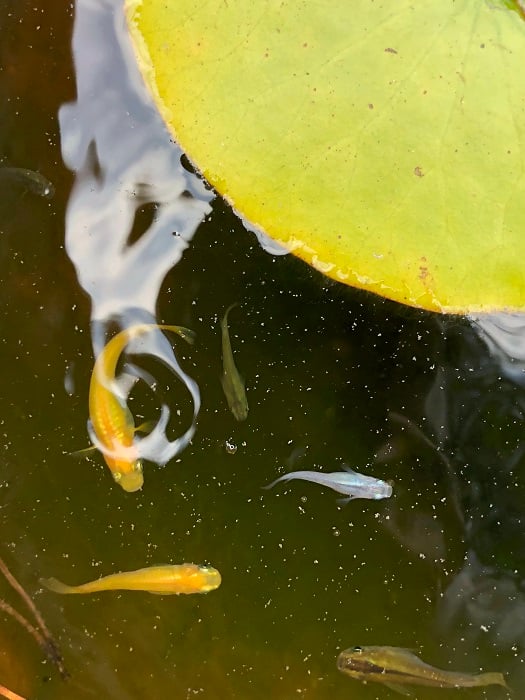 元気に泳いでいます