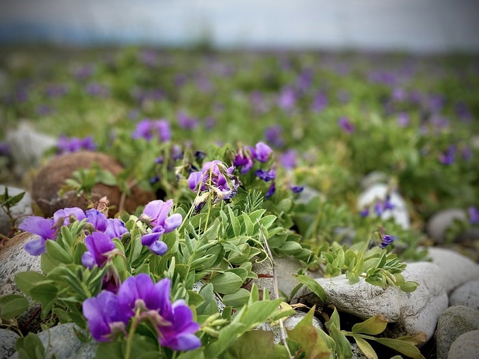 北洋の館・春の風景