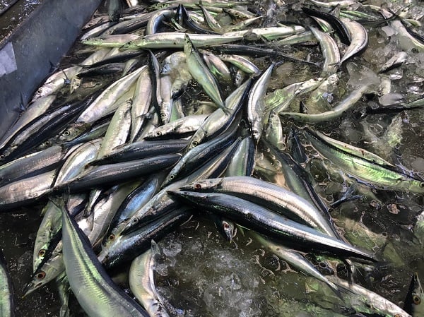荷揚げされたサンマ。きときとですちゃ。