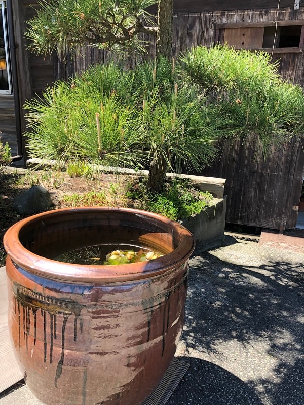 北洋の館の入り口にいます。来たら覗いてみてね！