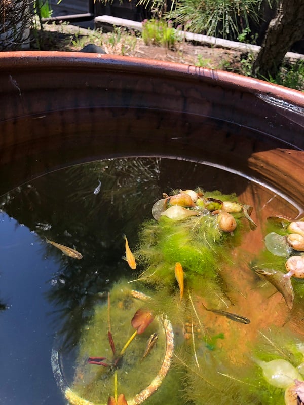 いろんな色のメダカちゃんたち