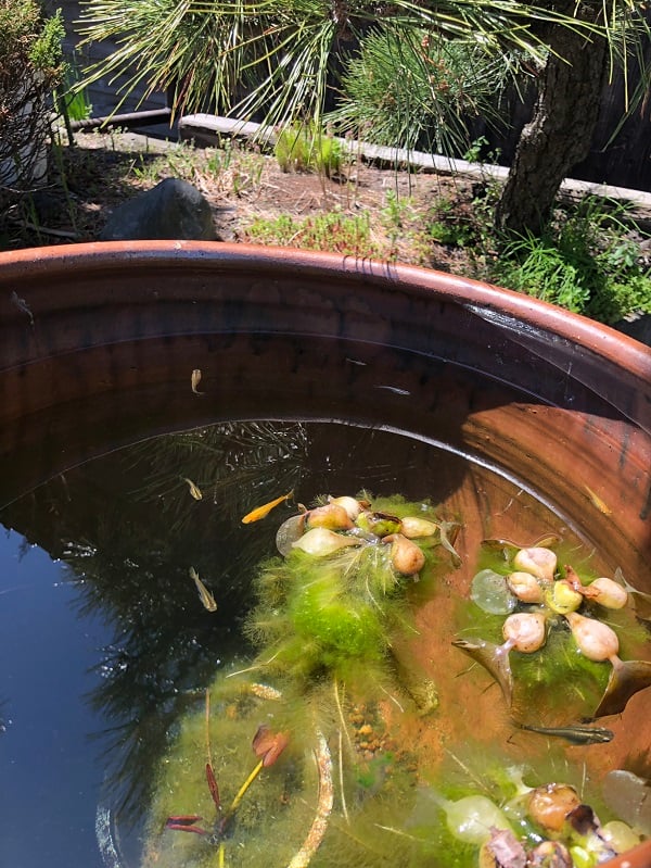 ちょこちょこ動いて飽きない可愛さ・・・！