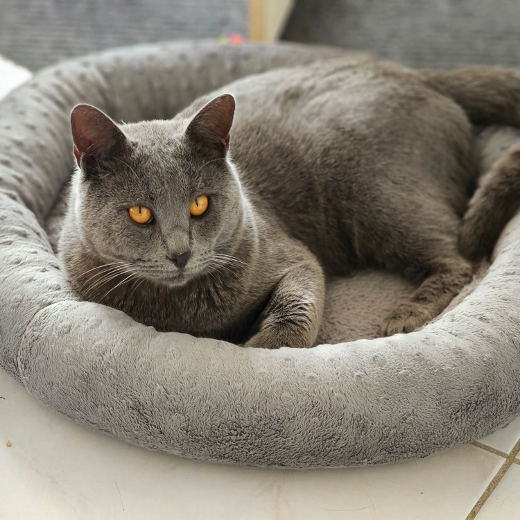 The King de la Chabanade 