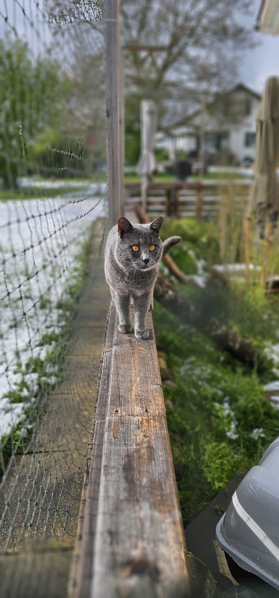 The King an seinem 2. Geburtstag 