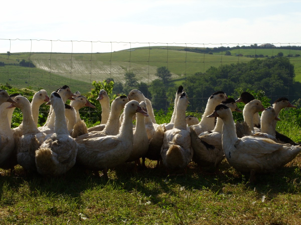 Nos canards sont élevés en plein air avec du grain à 40 km au sud de Toulouse