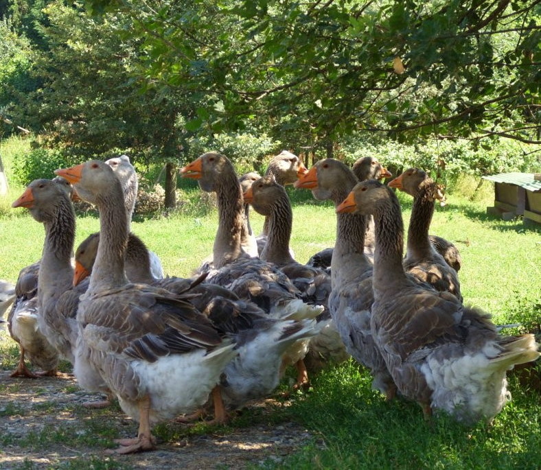 Les magnifiques oies de Toulouse