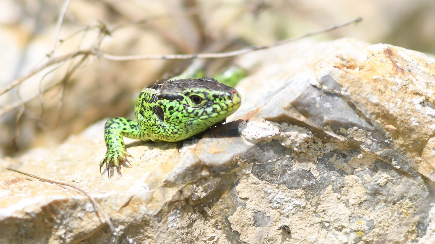 Unser Zauneidechsen Männchen wartet schon auf das neue Zuhause