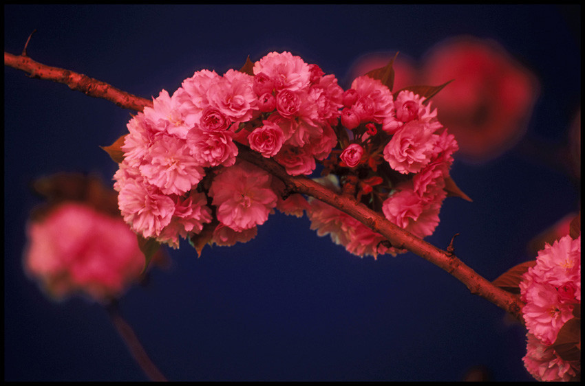 Cerisiers en fleurs - Cherry Blossom (1999)