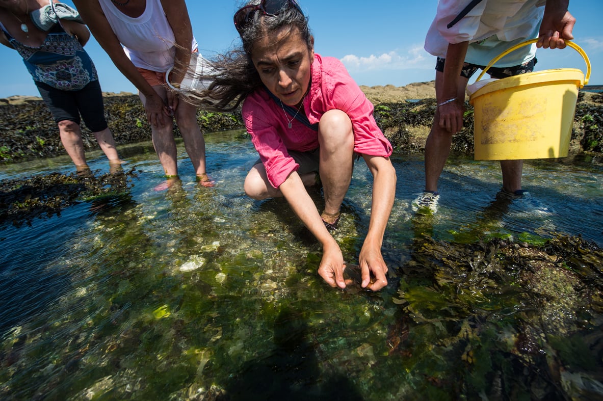 Le Croisic, la Ferme Marine. Valérie Pédron initie un groupe à la cueillette d'algues marines - Seaweed Picking (2014) / Le Point