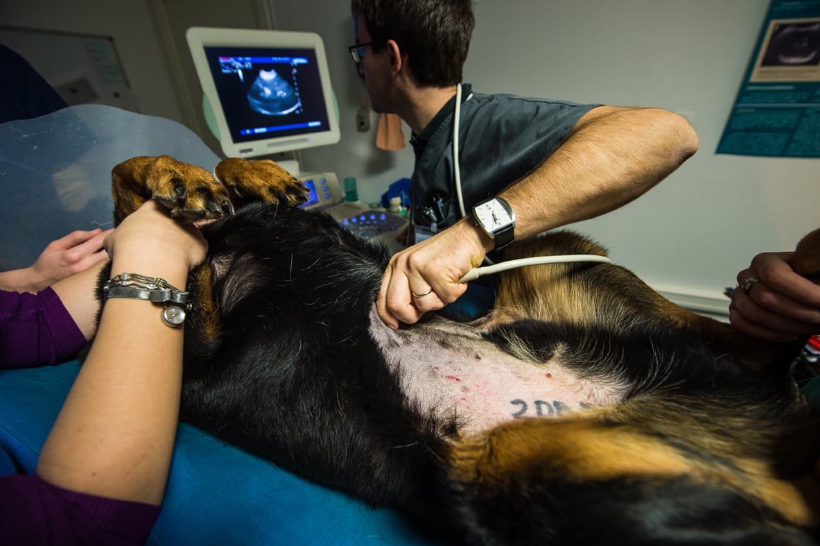 Oniris, Ecole Nationale Vétérinaire, Agroalimentaire et de l’Alimentation Nantes-Atlantique - Veterinary School / L'Etudiant (2014)