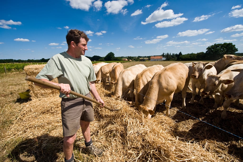 Les éleveurs affrontent la sécheresse - Ranchers face drought / Pèlerin (2011)