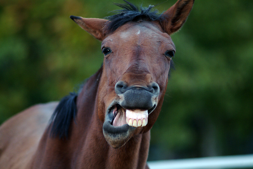 Murmurer à l'oreille des chevaux - To whisper in the ear of horses (2004)