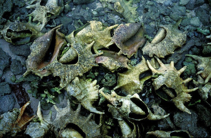 Soudan - Sudan / La Baleine Blanche (2000)