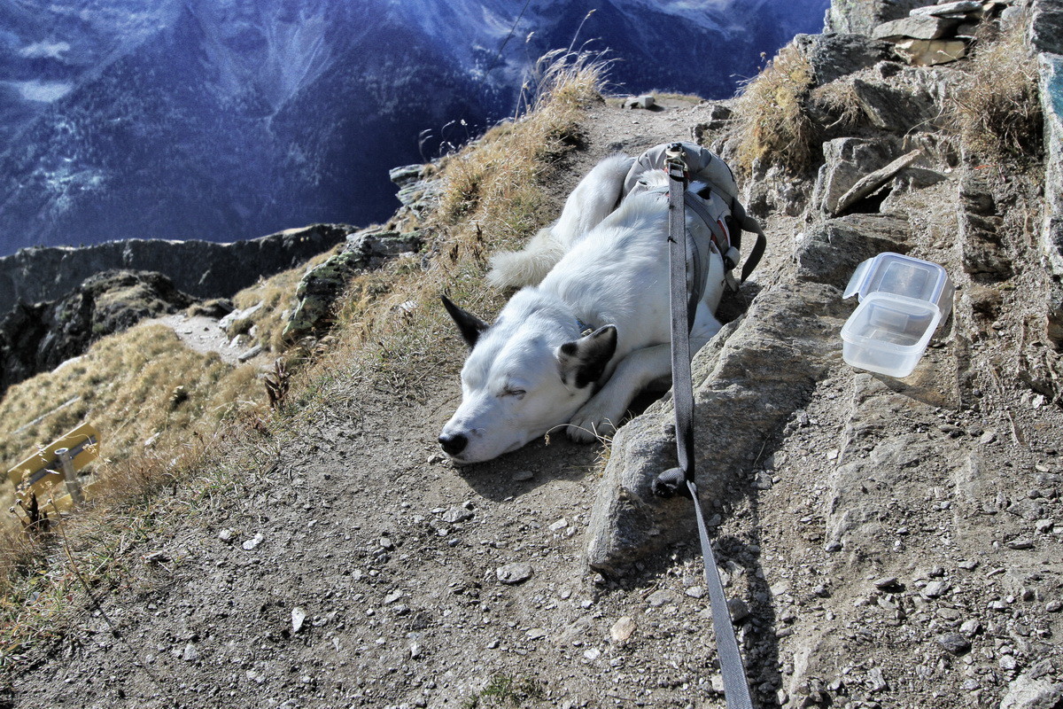Nach dem Fressen eine schöne Pause