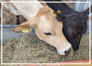 mutterkuh_nelke_piemontesermischung