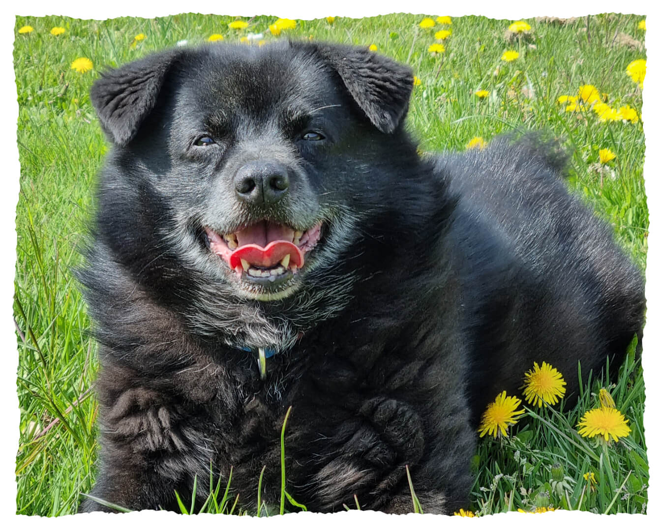 Idefix - unser Familienhund & Hoflegende