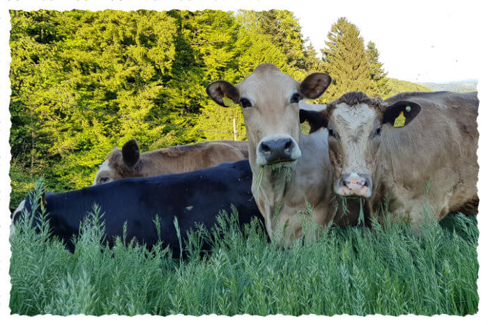 Nelke und Lina mit den Jungtieren im hohen Weidegras