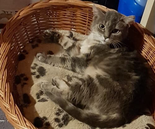 Mietz, Mietz - wie süss sie doch sind, die Wilden!