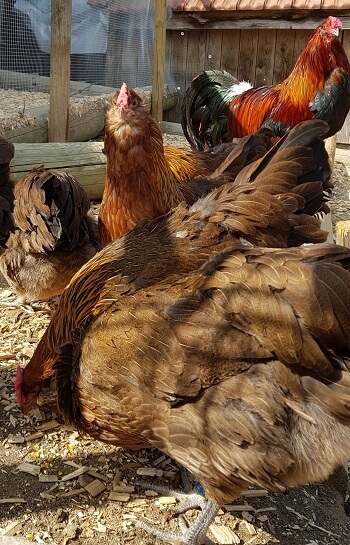 Kleine Appenzeller Barthühner Gruppe im Auslauf