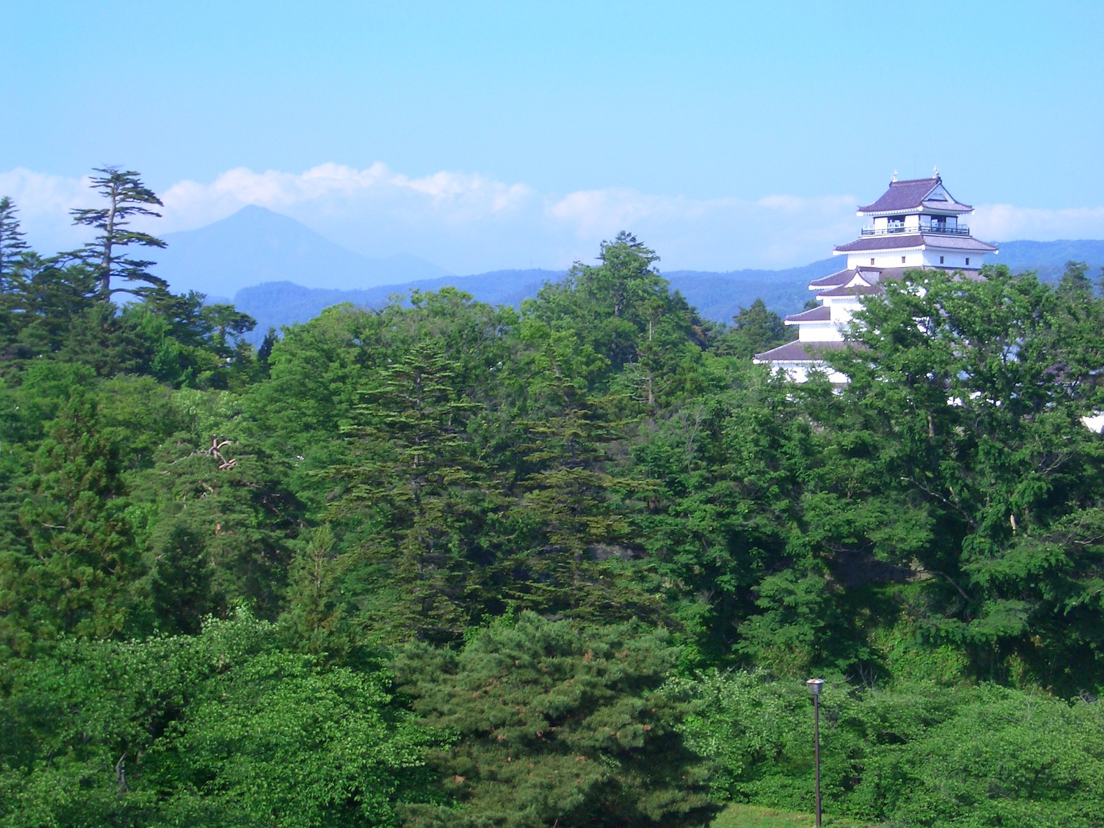 新緑の季節です。