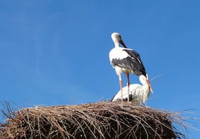 cigogne-toit