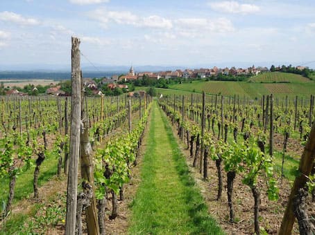 vigne-alsace