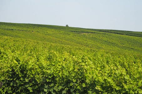 vignoble-alsace