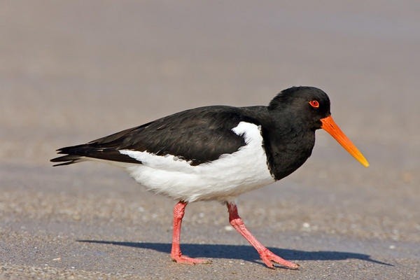 Austernfischer (Bild leider nicht von uns)