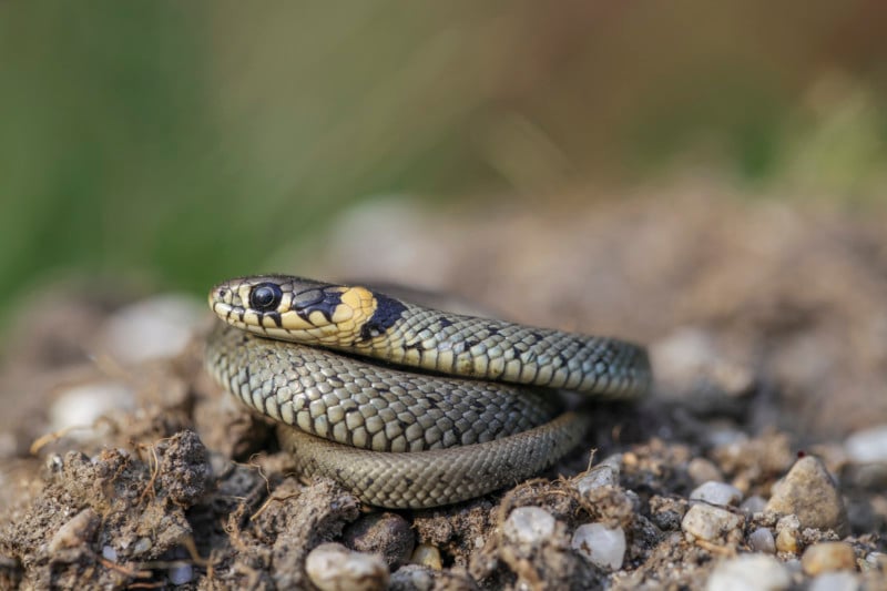 Ringelnatter: Schlange, gefährdet. Die ungiftigen Ringelnattern schwimmen sehr gut und jagen gerne im Wasser nach Fröschen. Die meist graue Natter kann bis zu 1,5 m lang werden. © Ralph Sturm, LBV Bildarchiv