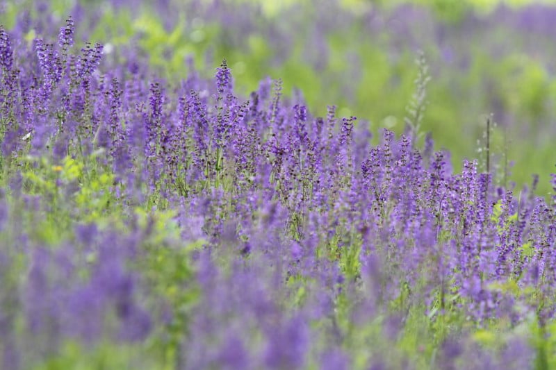 Wiesensalbei (Salvia pratensis): Eine ehemals weit verbreitete Art, die aber durch Ausbringung von Kunstdünger und Gülle schon von sehr vielen ihrer angestammten Plätze verschwunden ist. © Dr. Christoph Moning, LBV Bildarchiv