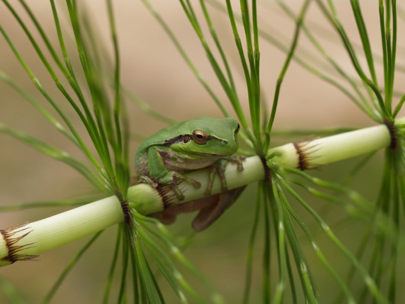 Laubfrosch (Hyla arborea): Die am einfachsten akustisch nachzuweisende Art findet in den vom Biber überstauten Flächen optimale Lebensbedingungen. © Petra Altrichter, LBV Bildarchiv