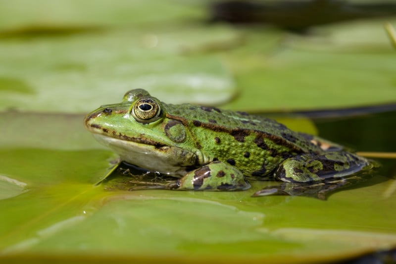 Teichfrosch (Rana esculenta): Eine noch weit verbreitete Froschart, die an ihren Rufen von den anderen Grünfroscharten gut zu unterscheiden ist .© Frank Derer, LBV Bildarchiv