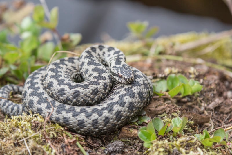 Kreuzotter (Vipera berus): Ein Verbreitungsschwerpunkt in Bayern liegt in den Alpen mit Alpenvorland. Ein weit im Norden befindlicher Vorposten dieser stark bedrohten Art findet sich im Fußbergmoos.© Ralph Sturm, LBV Bildarchiv